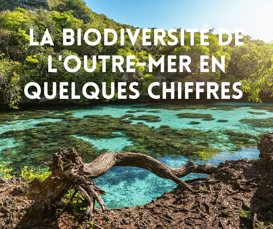 La biodiversité de la France d’Outre-mer en quelques chiffres